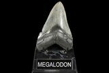 Serrated, Fossil Megalodon Tooth - South Carolina #93511-1